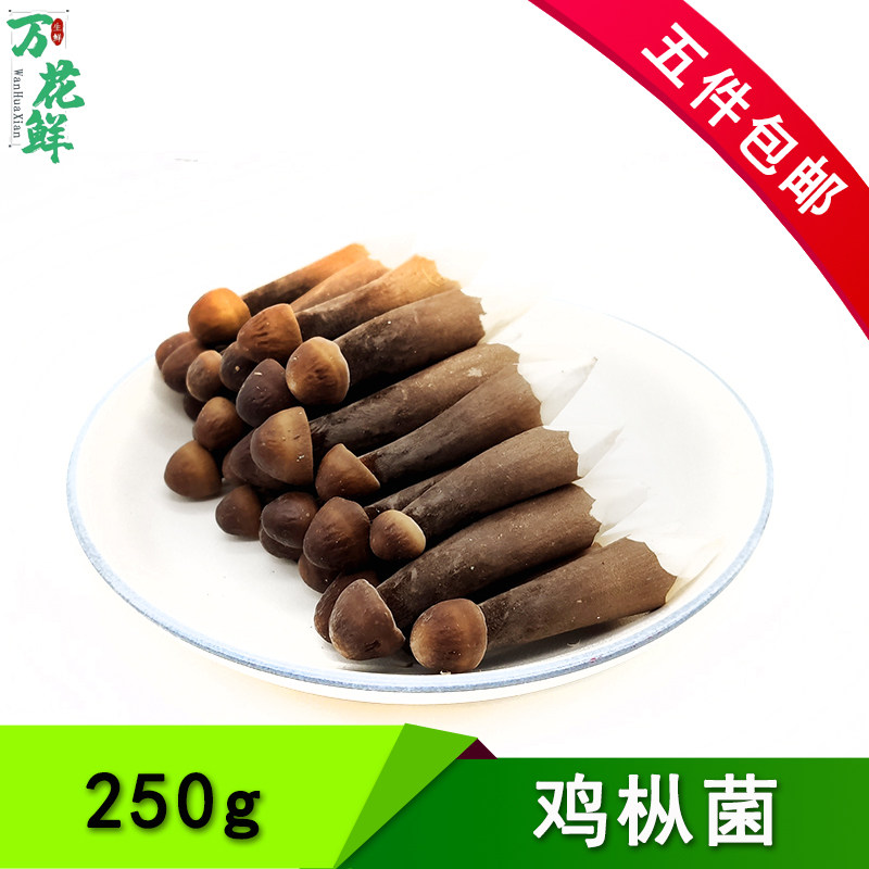 鸡枞菌食用菌菇新鲜采摘