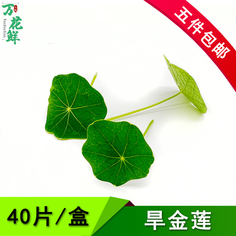 旱金莲摆盘装饰西餐叶子