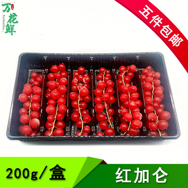 红加仑装饰果粒可食用