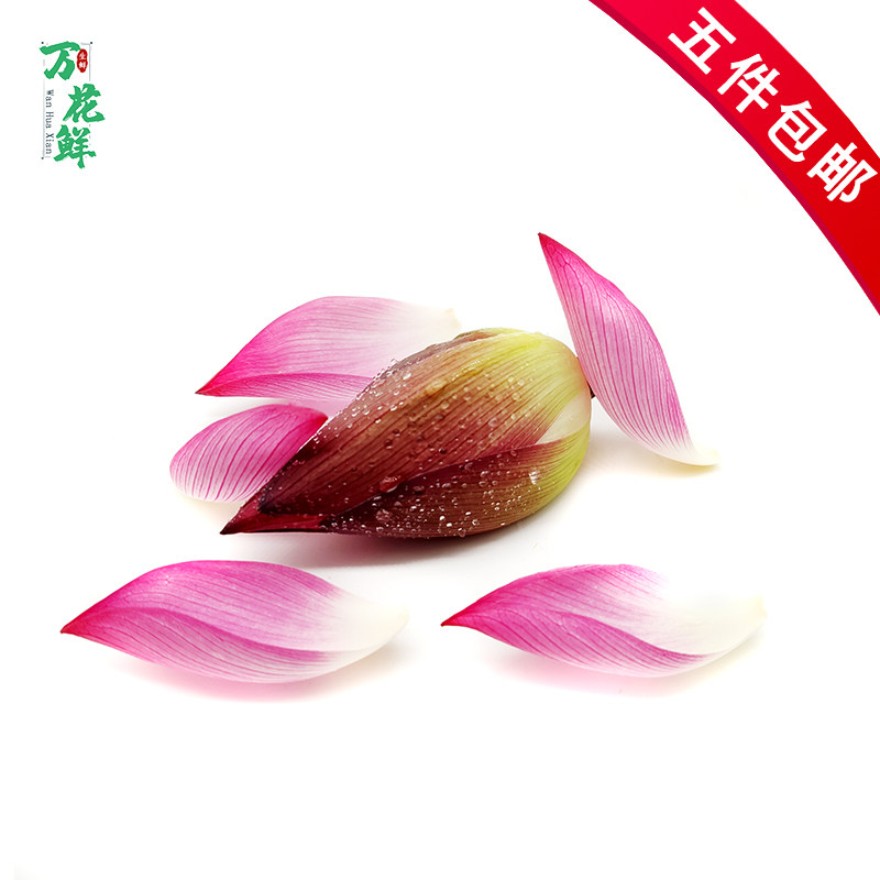 摆盘装饰荷花可食用花