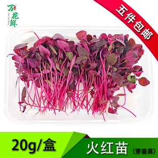 新鲜火红苗蔬菜  斯卡纳苗食用 芽苗菜 西餐摆盘装饰