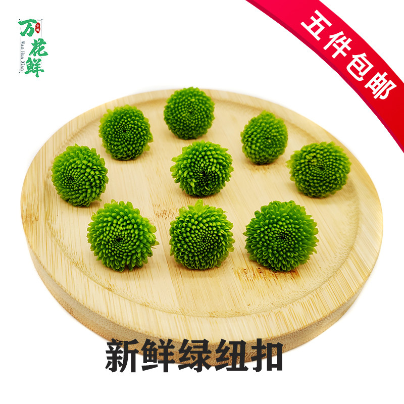 绿纽扣新鲜绿彩菊 纽扣菊 雏菊西餐摆盘菜装饰餐饮酒店摆盘鲜花草