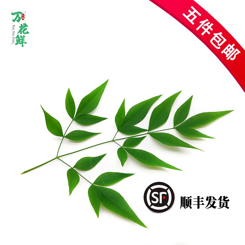 新鲜绿南天 南天竹叶 20片非枫叶酒店西餐日料摆盘装饰花草点缀