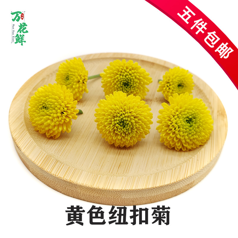 新鲜纽扣菊黄色20朵菊摆盘装饰
