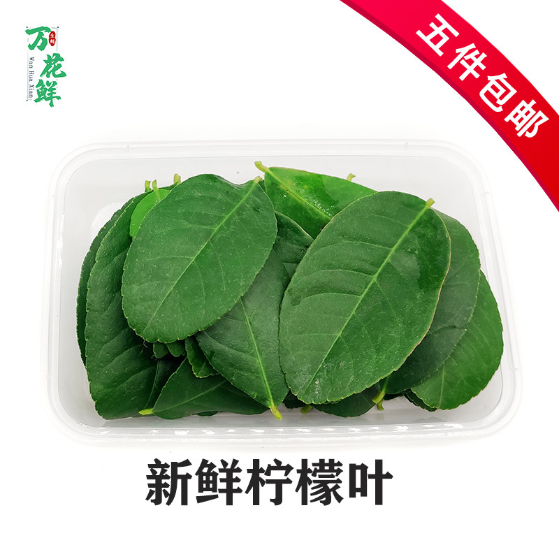 新鲜柠檬叶 新鲜青柠叶 30片香料食用泰式料理冬阴功汤调味材料