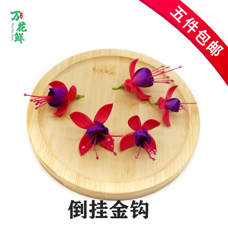 新鲜金钩花 倒挂金钩 吊钟海棠 12朵 酒店冷艺摆盘装饰高档鲜花