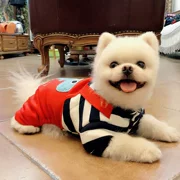 Chó con quần áo chó cưng quần áo gấu Teddy Xiong Bomei mùa thu và mùa đông không khí cotton khủng long bốn chân quần yếm hai tông - Quần áo & phụ kiện thú cưng