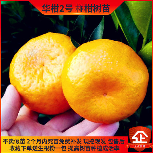 果肉脆爽椪柑树苗12月上市