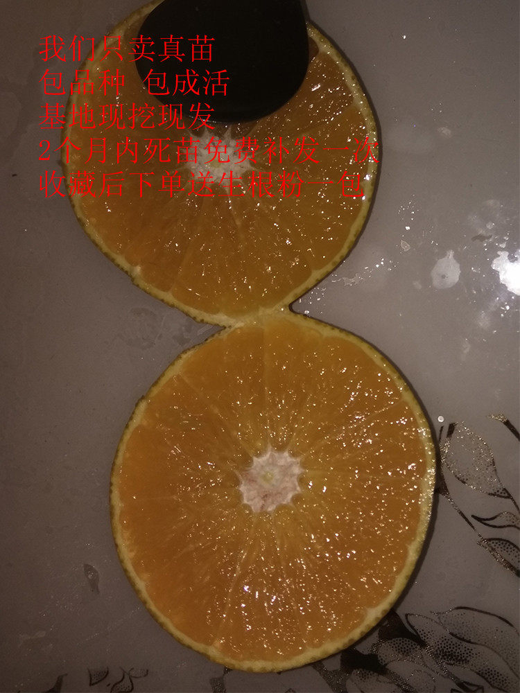 爱媛38号果冻橙树苗红美人橘子苗柑橘果树苗桔子树苗嫁接苗基地
