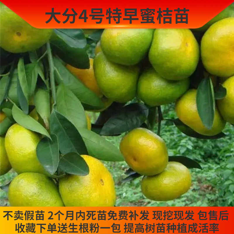 大分4号特早柑橘果树苗嫁接苗柑橘苗桔子树橘树苗早熟蜜橘苗