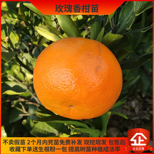 玫瑰香柑树苗湖南果树苗南北方种植现挖现卖基地直发橘子树苗柑子