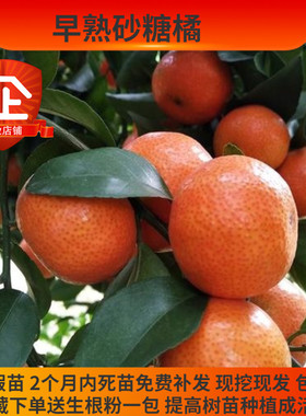 早熟砂糖橘树苗 嫁接早熟砂糖橘树苗 10月成熟 沙糖桔新品种