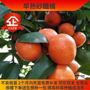 早熟砂糖橘树苗 嫁接早熟砂糖橘树苗 10月成熟 沙糖桔新品种