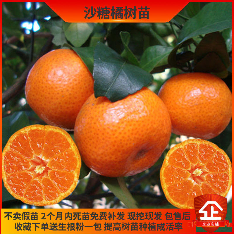 果肉细嫩口感佳沙糖桔