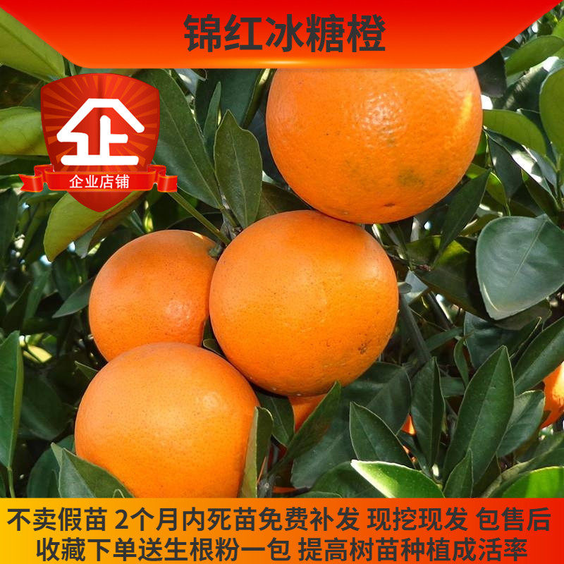 锦红冰糖橙树苗柑橘果苗 嫁接 橙子树苗 超甜无酸味的橙子