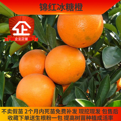 纯甜无酸冰糖橙肉质细嫩