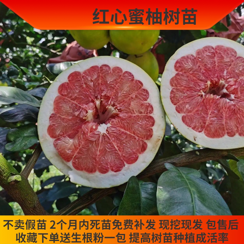 红心蜜柚苗湖南果树苗南北方种植现挖现卖基地直发柚子树苗