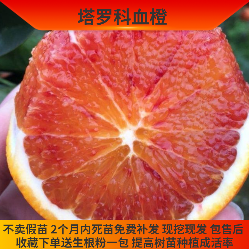 塔罗科血橙苗红肉血橙苗柑橘果树苗橙子树苗嫁接苗湖南基地直销