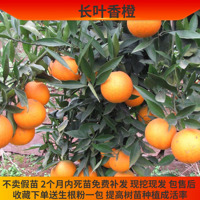 长叶香橙树苗橙子树苗嫁接新品种橙树苗细嫩化渣无核橙子苗