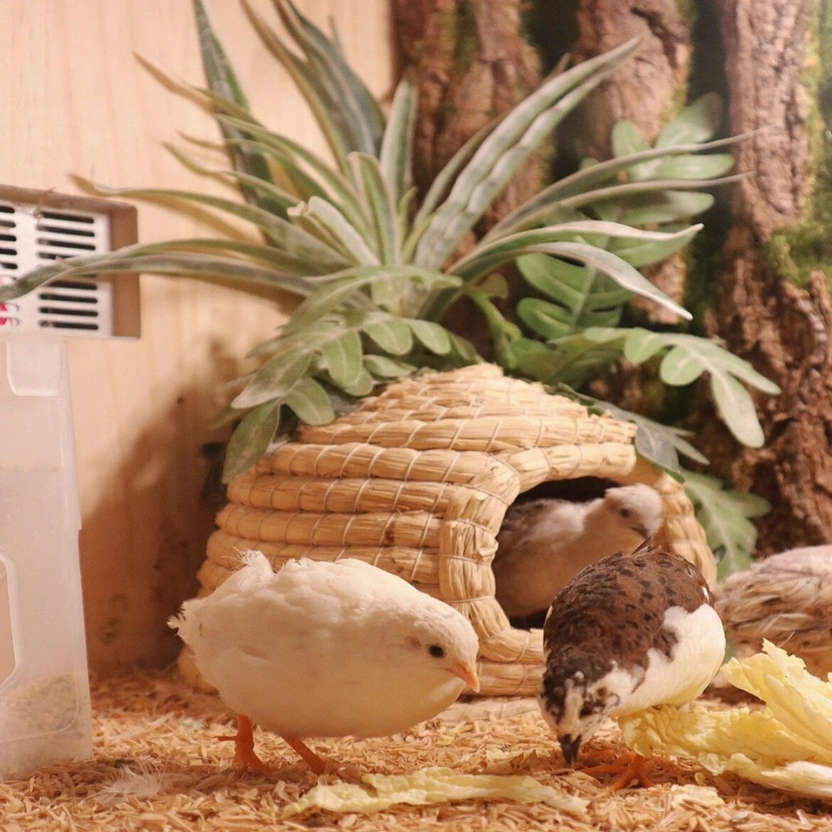 网红宠物鸡活物迷你鸡阳光鸡迷你宠物鸡网红观赏鸡德系家养宠物鸡