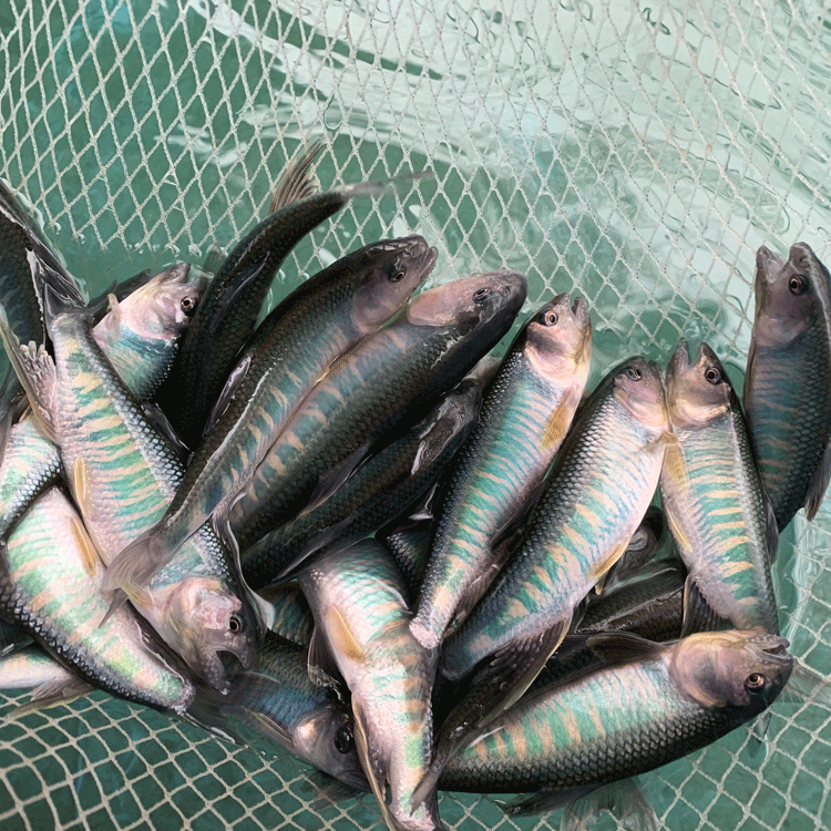 马口鱼彩马巨马发色马口鱲桃花鱼溪流缸原生缸群游冷水鱼观赏鱼