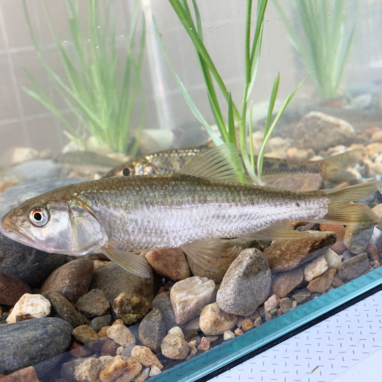 马口鱼大尺寸鱼原生缸冷水鱼凶猛淡水鱼溪哥桃花鱼鱲观赏鱼活体