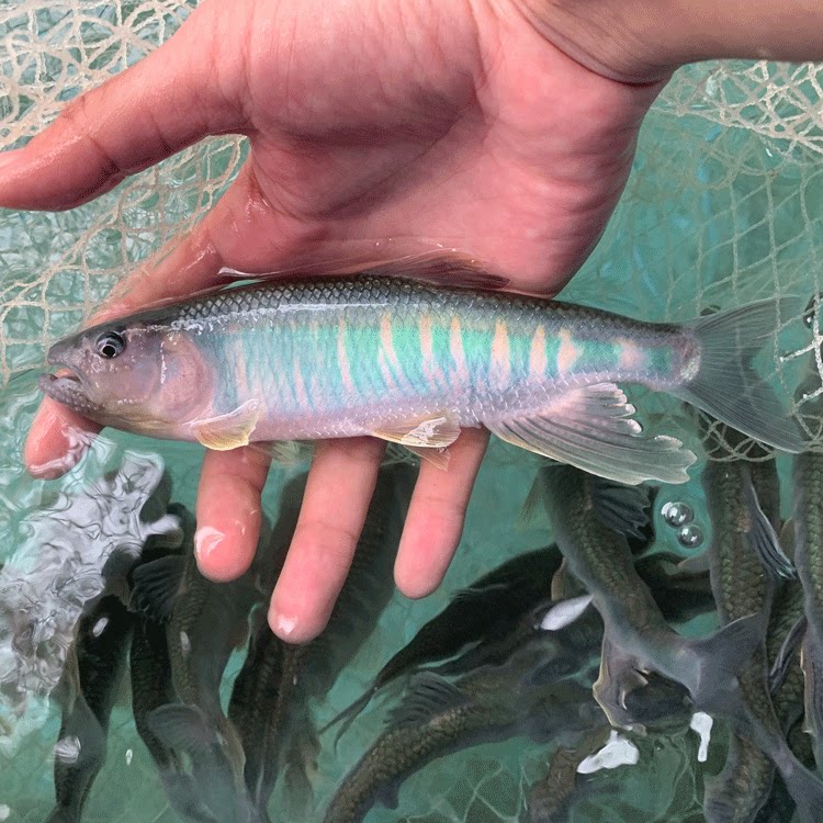 马口鱲原生鱼马口鱼大彩马发色鱼溪流缸好养耐活观赏鱼淡水鱼活体