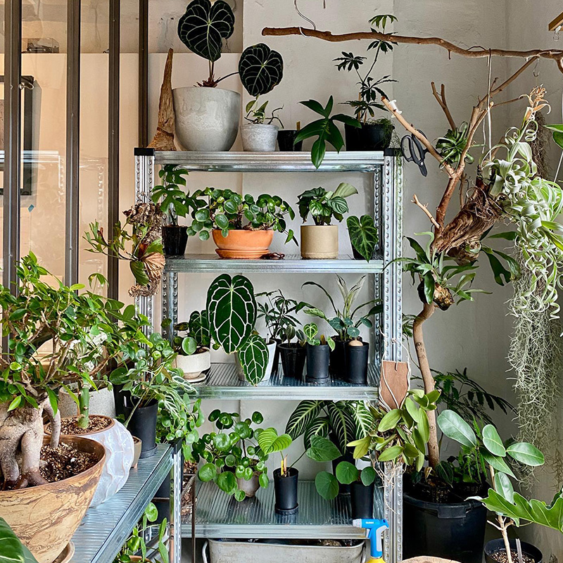 性价比高的进口植物花架货架