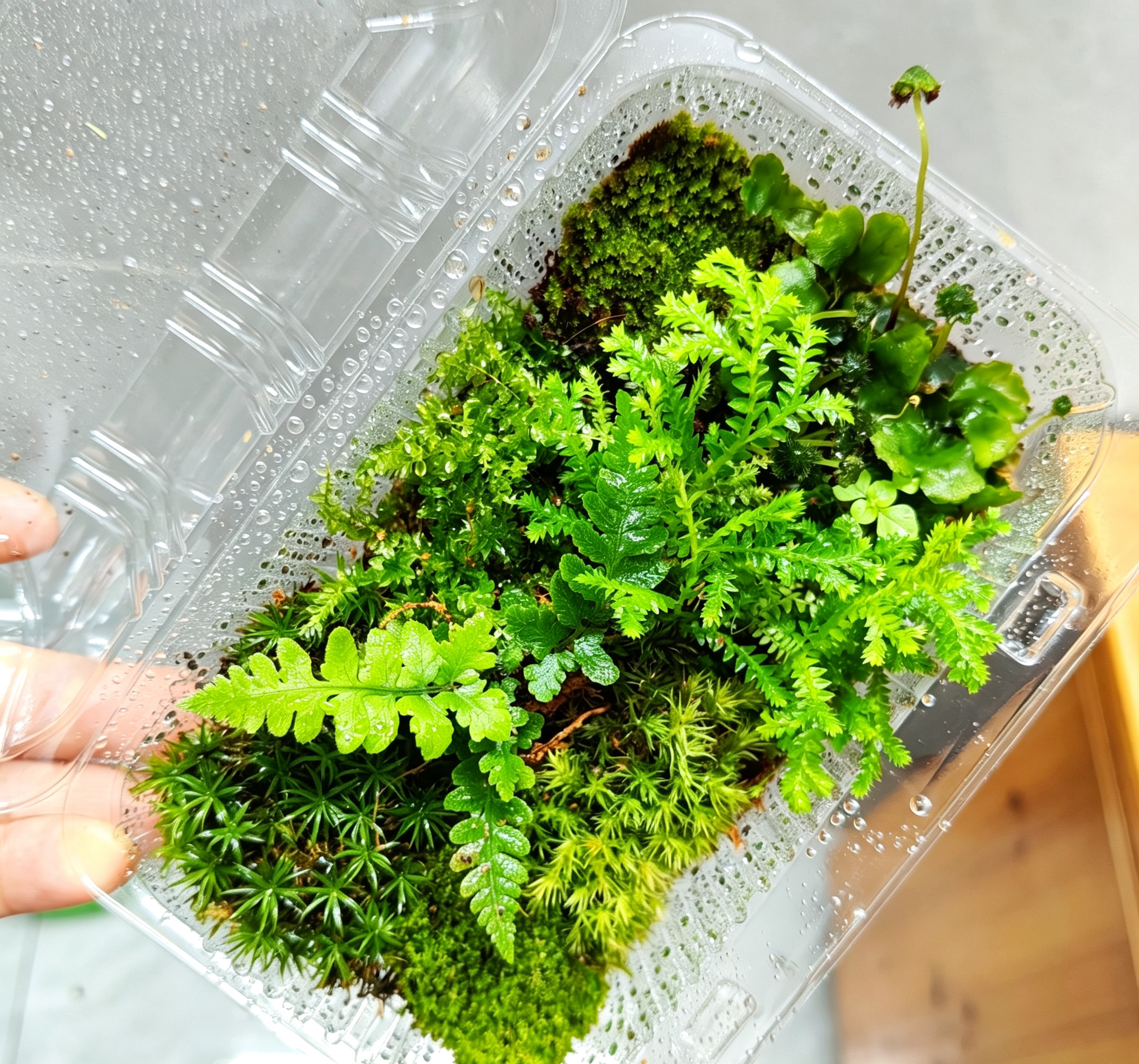 随机多个品种苔藓拼装16*11一盒生态缸雨林缸造景苔藓微型植物