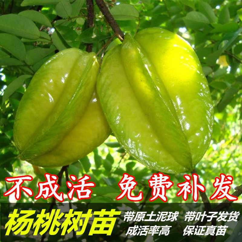 杨桃树苗 包邮 正宗台湾杨桃苗 马来西亚桃果树苗 广西容县发货