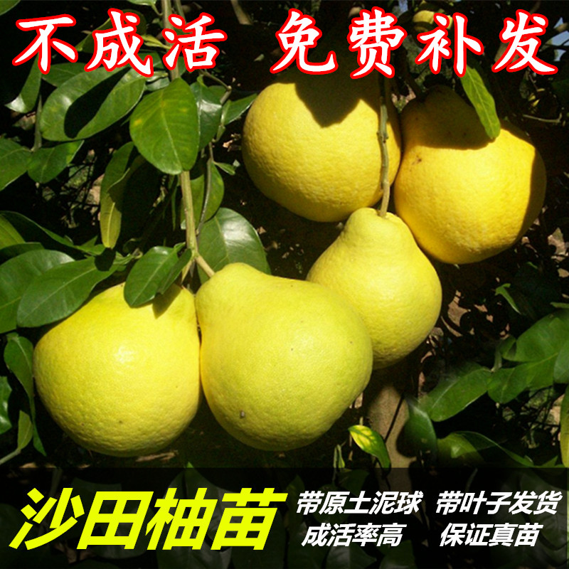 柚子树苗沙田柚青柚蜜柚苗红肉柚嫁接树苗绿植盆景植物广西果树苗