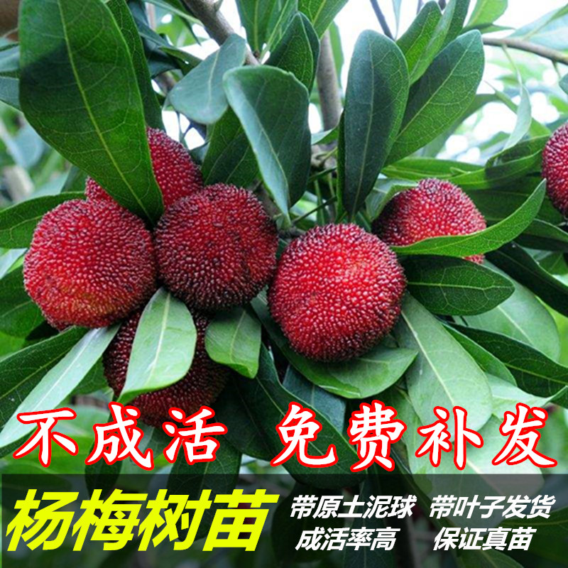 杨梅树苗 包邮 杨梅苗 六月杨梅 东魁杨梅果树苗 广西容县发货