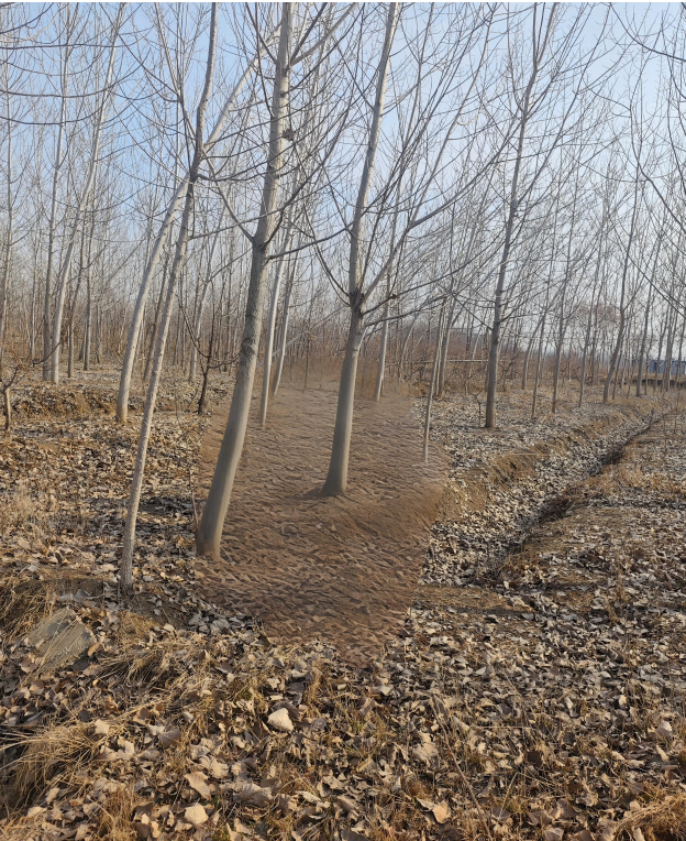 位于郯城县鸭子汪村南老205国道路东及宅基地旁杨树共计138棵。