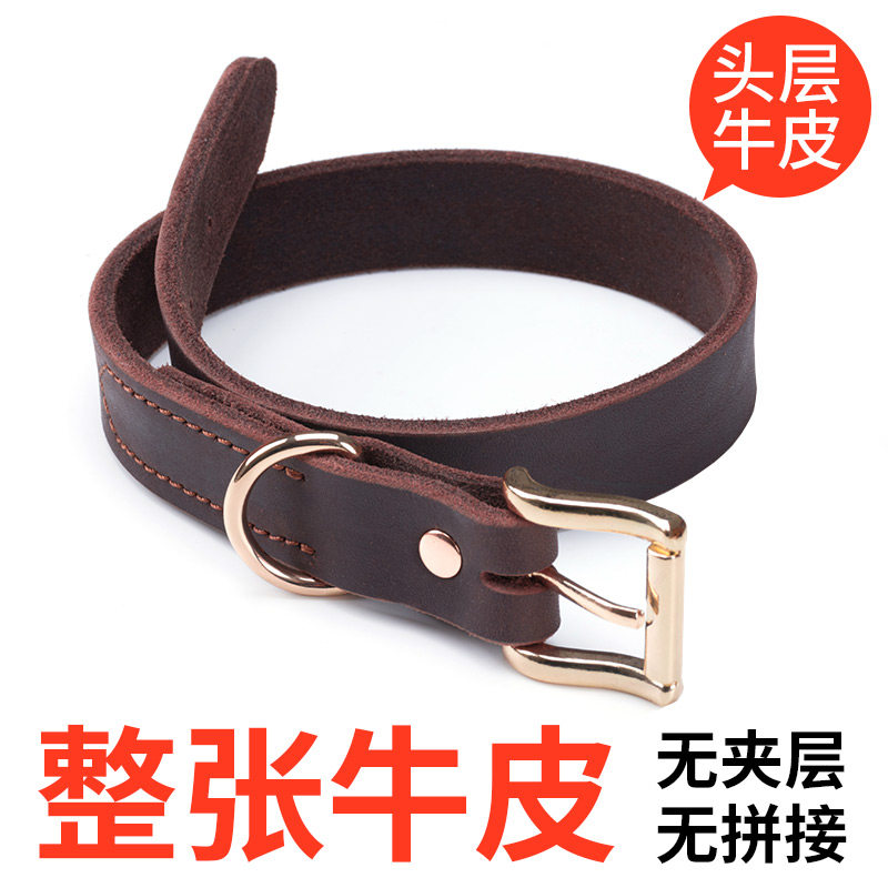 真皮泰迪拉布拉多大型犬金毛狗狗图片