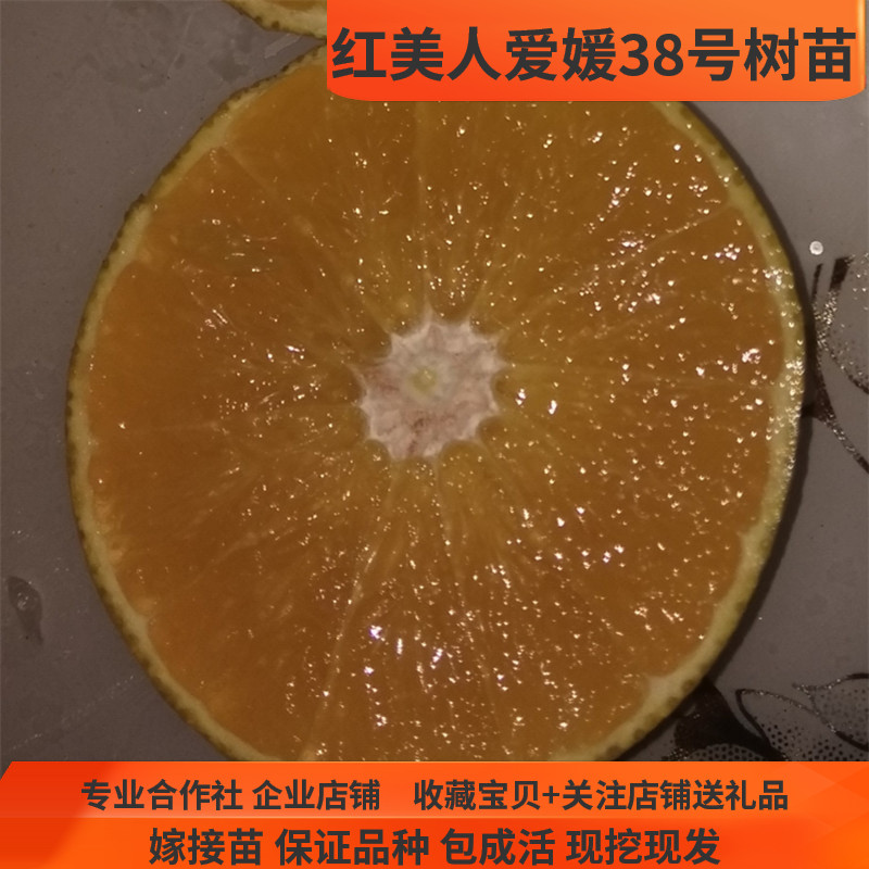 爱媛38号果冻橙树苗入口化渣湖南嫁接果树苗桔子苗橘子树苗红美人