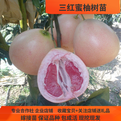 湖南嫁接基地直发红肉柚子树苗