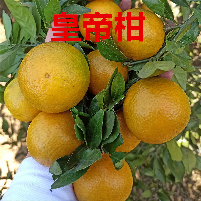 皇帝柑树苗 南方果树苗正宗嫁接苗纯甜无酸杂交新品种树苗