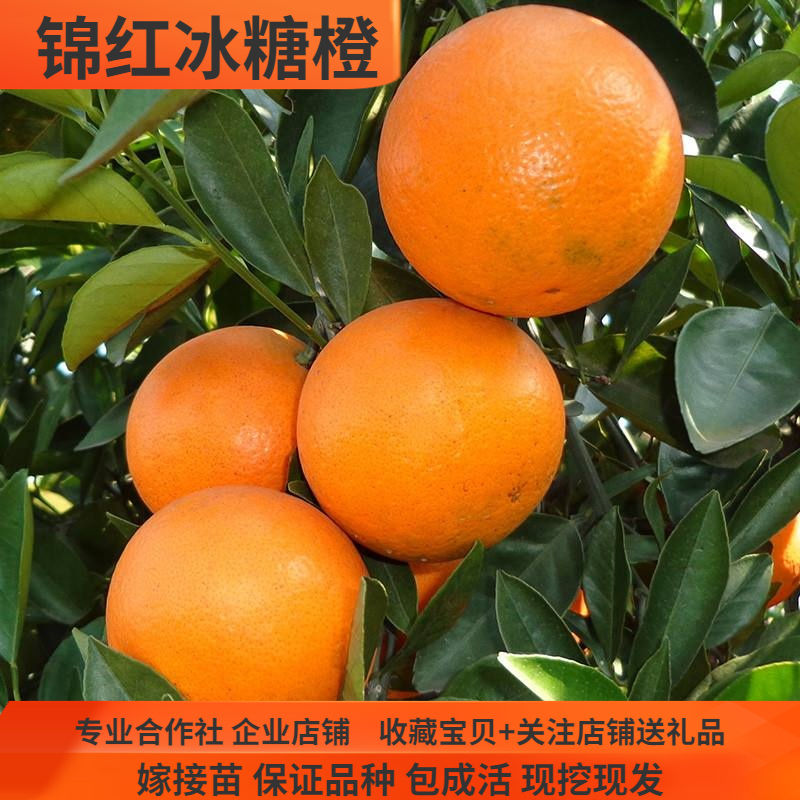 锦红冰糖橙树苗麻阳冰糖橙树苗纯甜无酸细嫩化渣高糖湖南果树苗