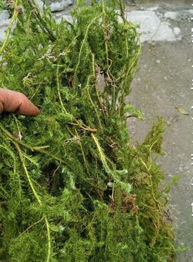 贵州野生新货伸筋草中药材500g马尾生筋草筋骨草石松狮子草舒筋草