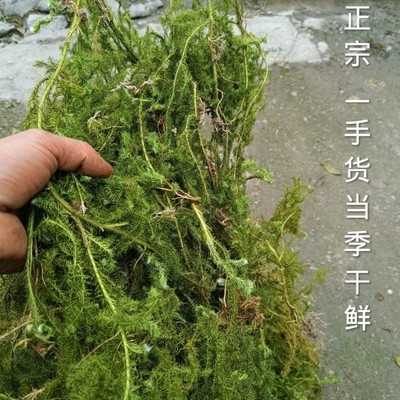 贵州野生新货伸筋草中药材500g马尾生筋草筋骨草石松狮子草舒筋草