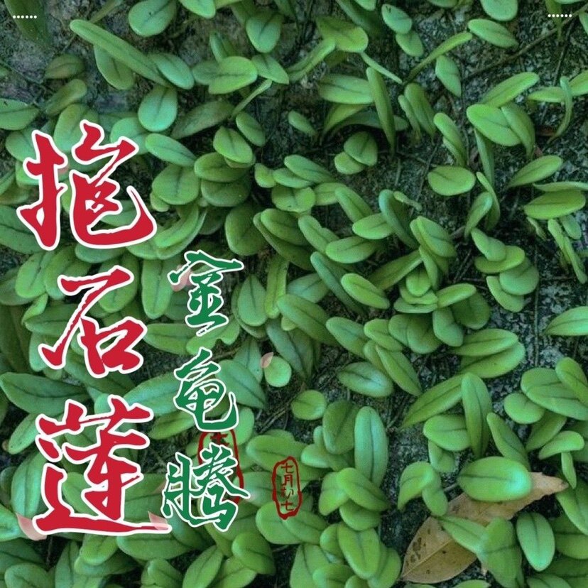 深山正品抱石莲新鲜纯天然金龟藤伏石蕨抱树莲石瓜子中草药现采