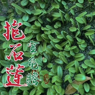 深山正品抱石莲新鲜纯天然金龟藤伏石蕨抱树莲石瓜子中草药现采