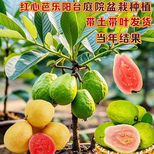 番石榴嫁接红心芭乐盘栽四季结果