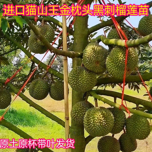榴莲树苗嫁接猫山王庭院盆栽种植