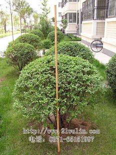 棍术 传统型少儿武术棍 白蜡杆 齐眉棍长160厘米 正品