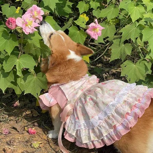 宠物衣服春夏超轻薄柯基法斗衣服宠物衣服可爱蝴蝶结公主风裙子