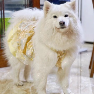 狗狗衣服中大型犬裙子春秋舒适防掉毛秋装洋裙公主风狗狗裙洋气