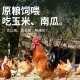 三只装 童子鸡新鲜美味当天现杀林间放养 公鸡纯粮土鸡散养6个月
