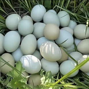 阿泽家的绿壳土鸡蛋，当日现捡新鲜绿壳土鸡蛋，视频记录农家蛋