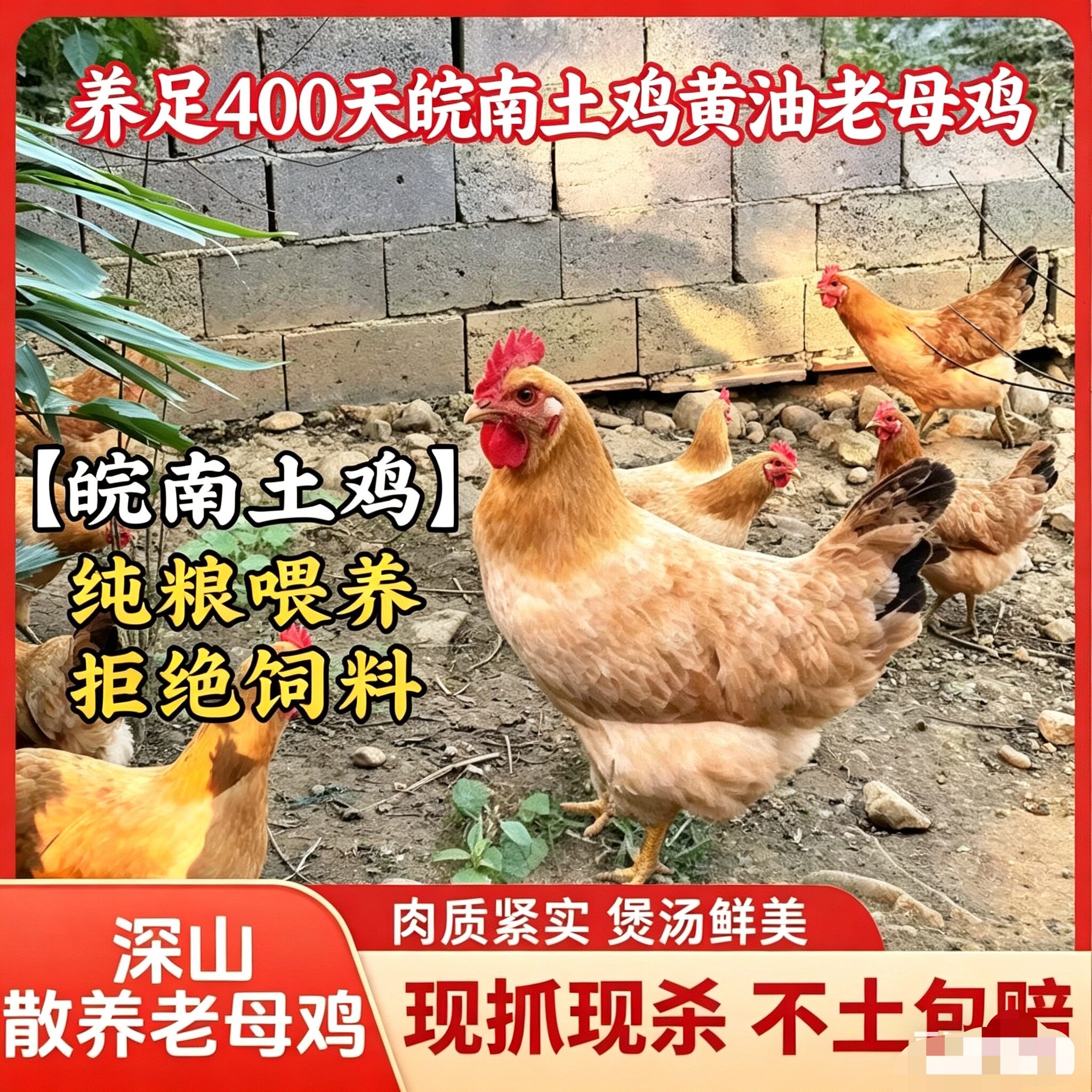 阿泽家400天皖南黄油老母鸡 整鸡/整鸡制品
